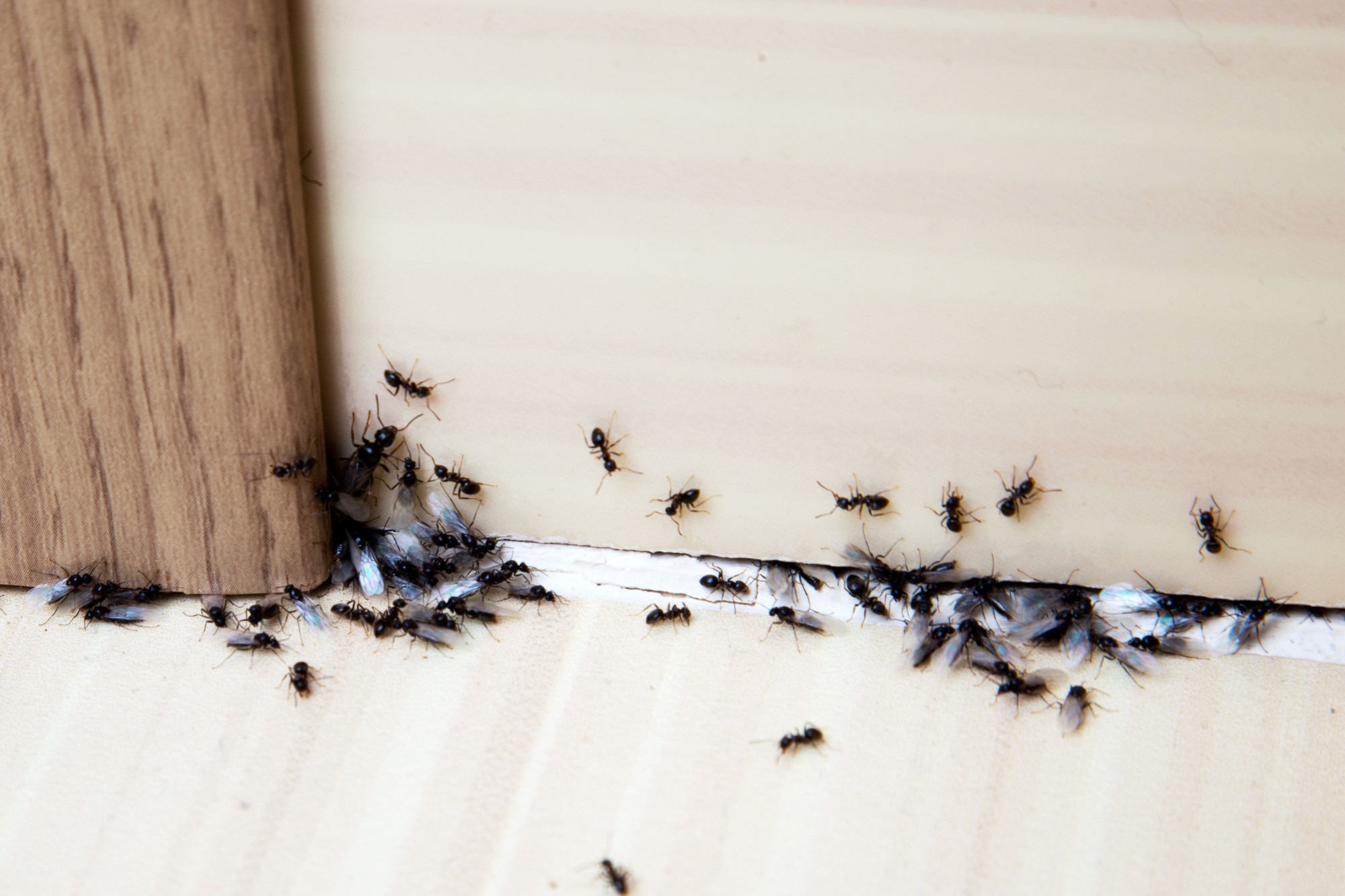 Борьба с муравьями в доме. Нашествие муравьев. Маленькие муравьи в квартире. Маленькие муравьи на кухне. Гнездо домашних муравьев.